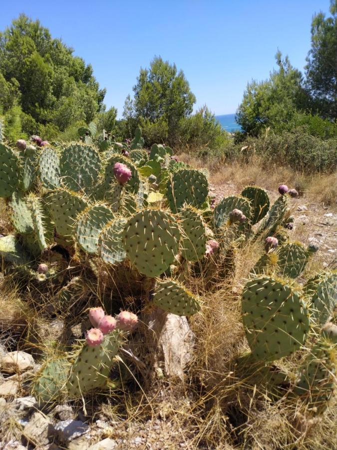 Les Salins A Proche Plages Sete